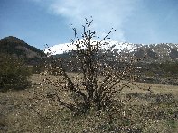 Serra_Pizzuta - 20100321 088.jpg